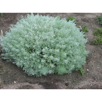 Artemisia schmidtiana'Nana'