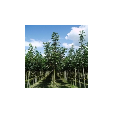 Fraxinus angustifolia'Raywood'