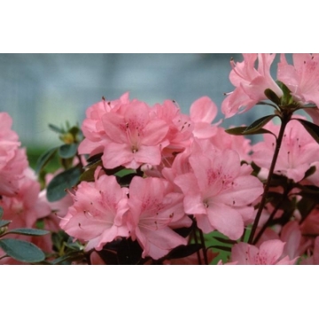 Azalea japonica'Blaauw's Pink'
