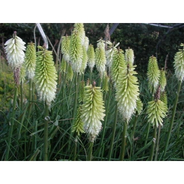 Kniphofia'Ice Queen'