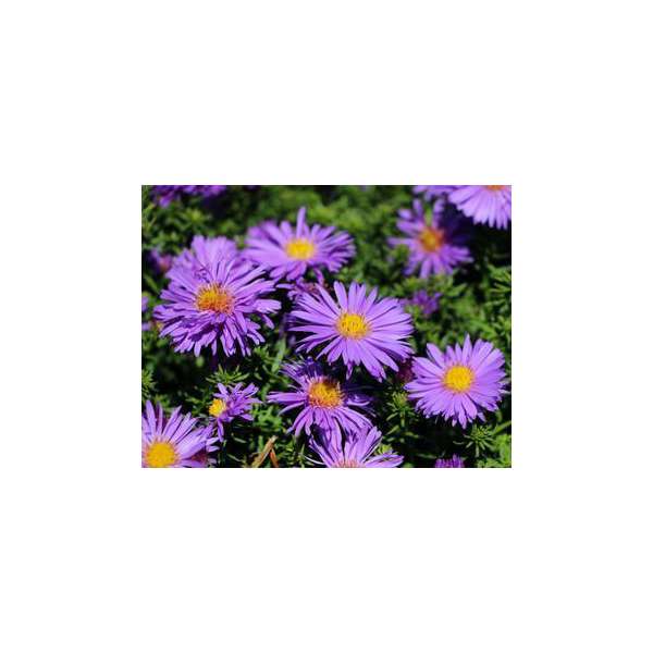 Aster dumosus'Augenweide
