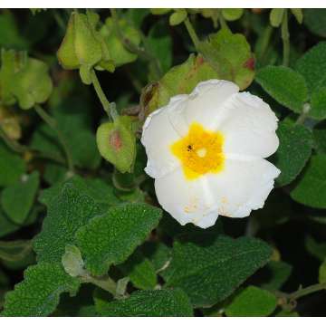 Cistus salviifolius