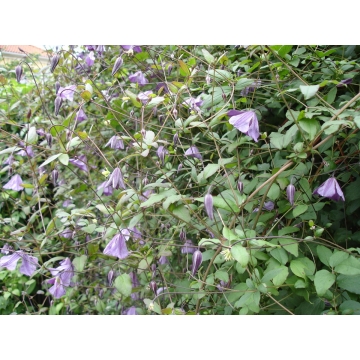Clematis viticella