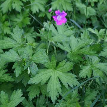 Geranium palustre