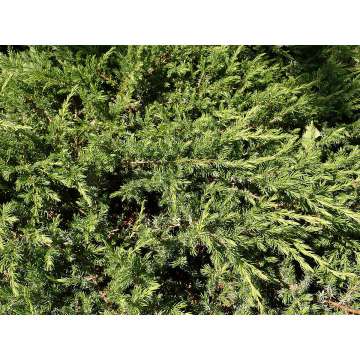 Juniperus conferta'Schlager'