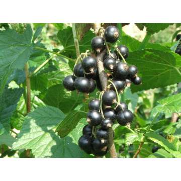 Zwarte bes (Ribes nigrum)