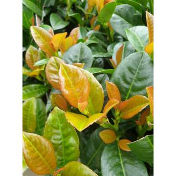 Prunus laurocerasus'Ani'