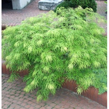 Acer palmatum'Dissectum'