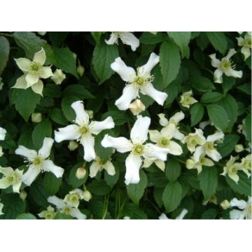 Clematis montana'Wilsonii'