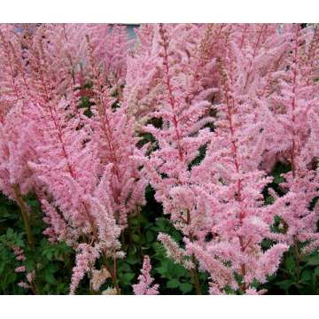 Astilbe arendsii'Mighty Pip'