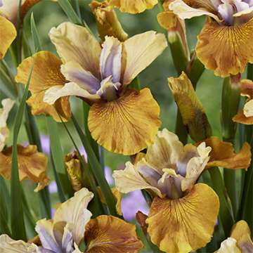 Iris sibirica'Colonel Mustard'