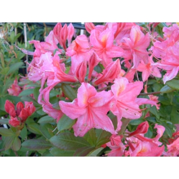 Azalea knaphill'Joly Madame'