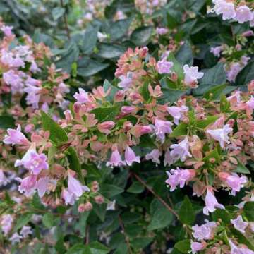 Abelia'Raspberry Profusion'