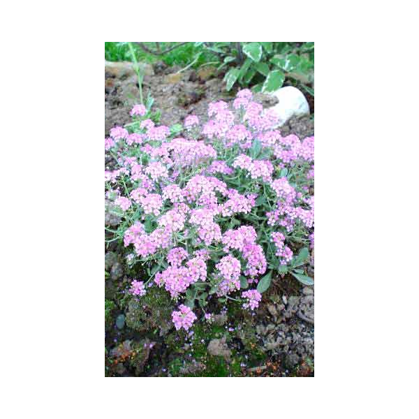 Aethionema armenum:Warley Rose'