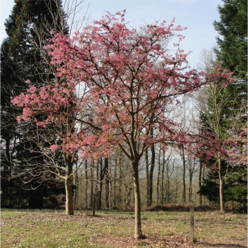 Prunus'Kursar'