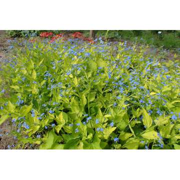 Brunnera macrophylla'Diane's Gold'