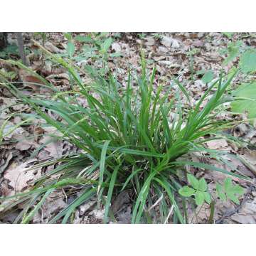Carex sylvatica