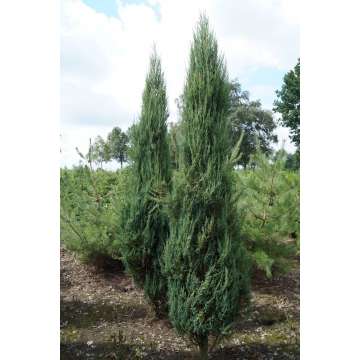 Juniperus scolopendrum'Blue Arrow'