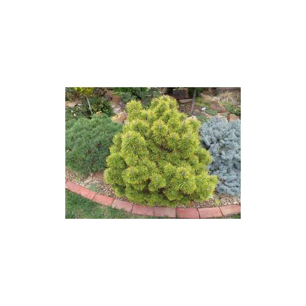 Pinus strobus'Pacific Sunrise'