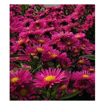Aster dumosus'Jenny'