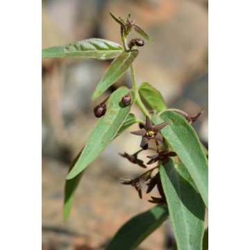 Vincetoxicum fuscatum