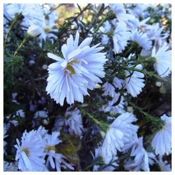 Aster novi-belgii'Porzellan'