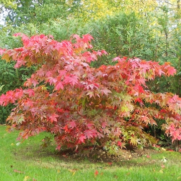 Acer palmatum'Osakazuki'