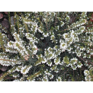 Erica darleyensis'White Perfection'