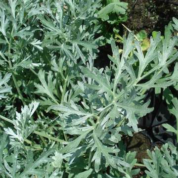 Artemisia abinthium'Lambrook Silver'