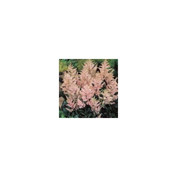 Astilbe japonica'Europa'