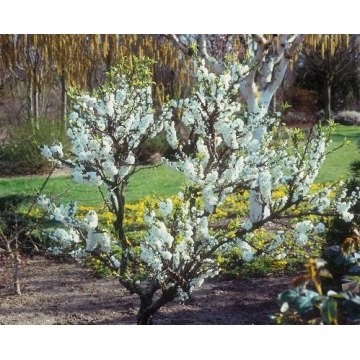 Prunus persica'White Peachy'
