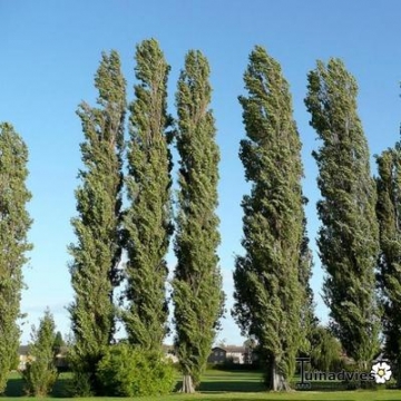 Populus nigra'Italica'