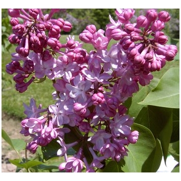 Syringa vulgaris'Belle de Nancy'