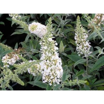 Buddleja davidii'Nanho White'