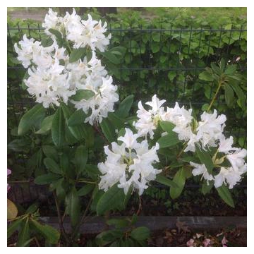 Rhododendron'Catawbiense Album'