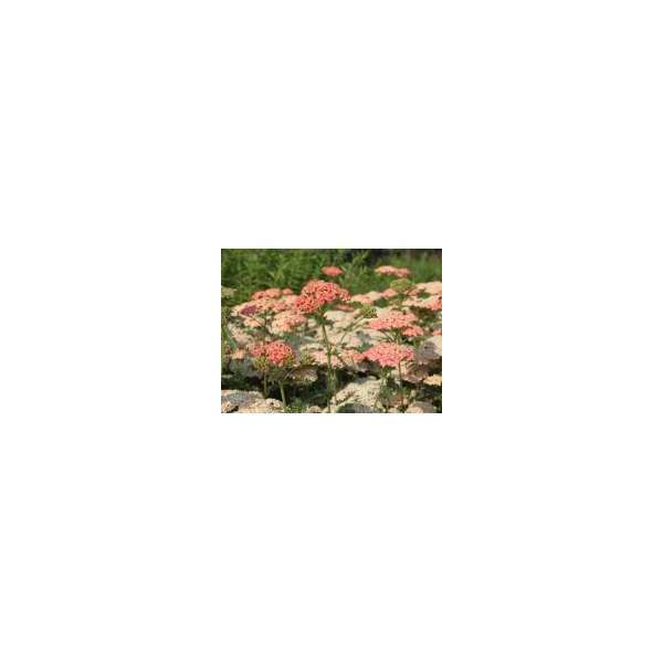 Achillea millefolium'Lachsschönheit'
