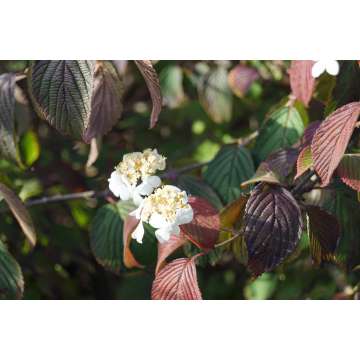 Viburnum plicatum'Rowallane'