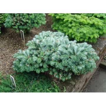 Abies veitchii'Rumburk'