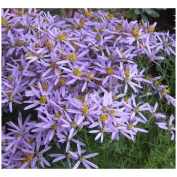 Aster sedifolius'Nanus'