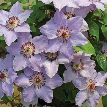 Clematis'Still Waters'