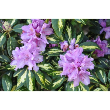 Rhododendron'Goldfinger'