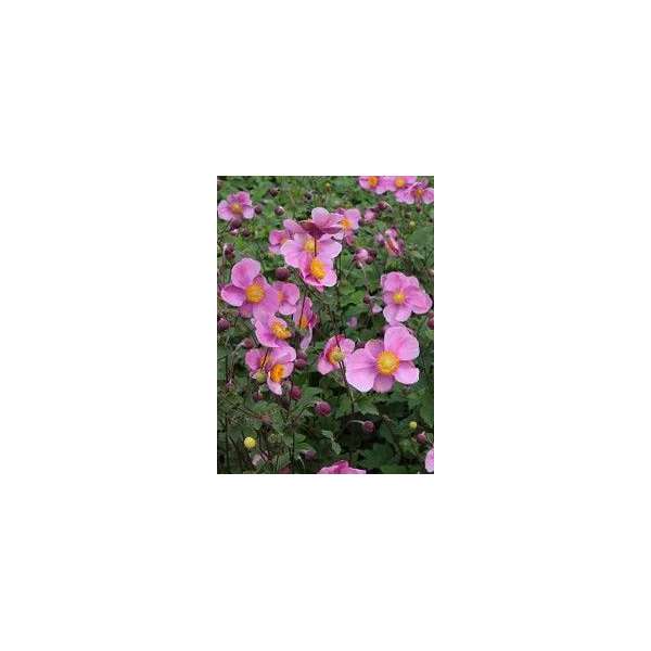 Anemone hupehensis'Praecox'