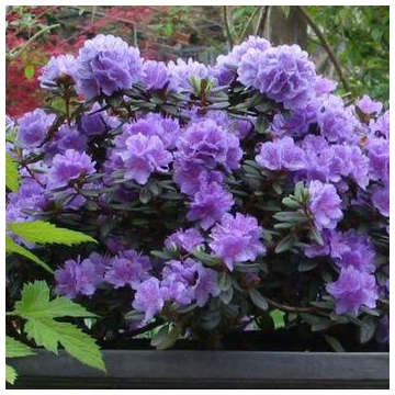 Rhododendron'Ramapo'