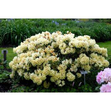 Rhododendron yakushimanum'Centennial Gold'