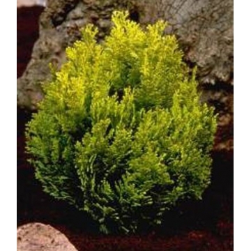 Chamaecyparis lawsoniana'minima Aurea'