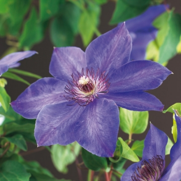 Clematis patens'Xerxes'