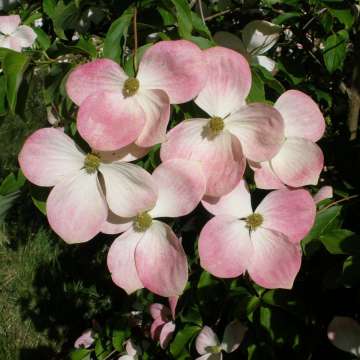 Cornus'Norman Hadden'