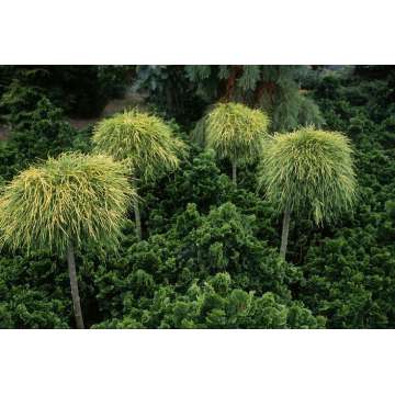 Platycladus orientalis'Franky Boy'