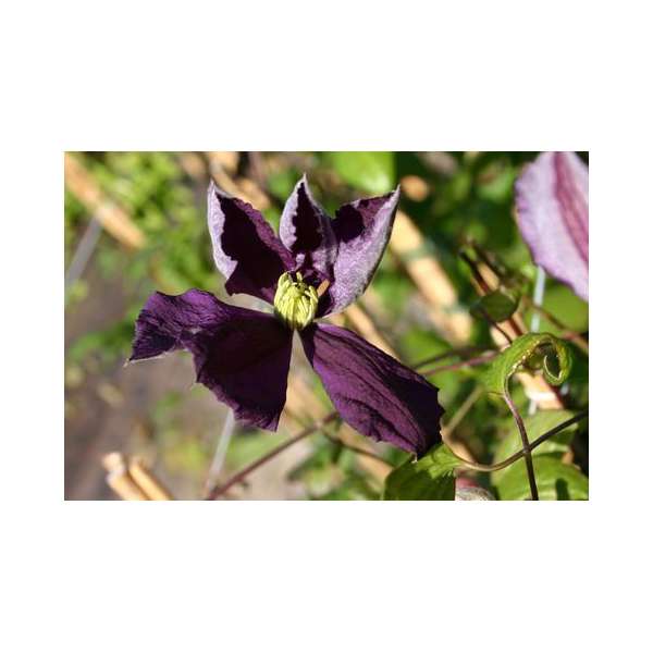 Clematis viticella'Blue Belle'