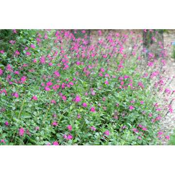 Salvia microphylla'Pink Blush'